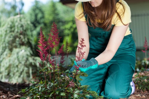 Comprehensive tree services including pruning and stump grinding